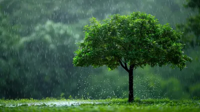 Ecologia, cimitirul start-up-urilor americane: tech-ul climatic din SUA, amenințat de o eventuală administrație Trump 2.0