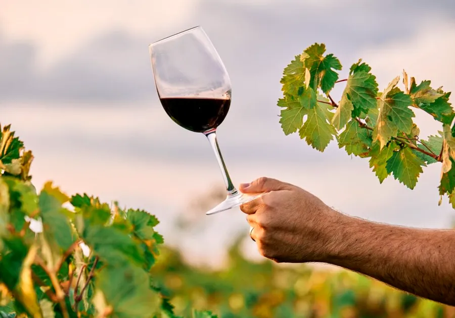 Declinul vinului în Europa accelerează. Ce riscă producătorii până în 2035