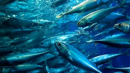 Interdicția UE asupra pescuitului la mare adâncime lovește dur capturile de merluciu premium. Scădere cu 32% a recoltei acvatice