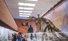 O fosilă rară de Ceratosaurus, adjudecată pentru mai bine de 30 de milioane de dolari
