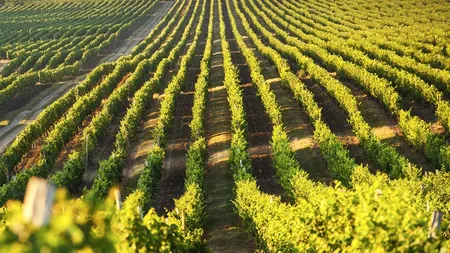 Mișcare strategică majoră pe piața vinului din România: Purcari vizează preluarea SERVE Ceptura și accelerează consolidarea în Dealu Mare