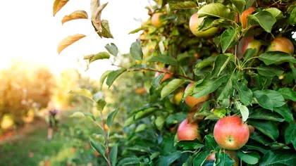 An negru pentru pomicultura românească: fermierii își vând terenurile ca să-și achite datoriile