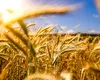 Fermierii, în prima linie a crizei climatice: peste 80% dintre agricultorii britanici se tem pentru viitorul meseriei lor