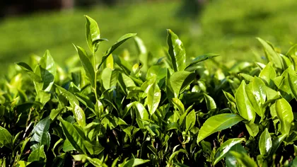 Kenya rupe „sigiliul broaștei verzi” al Rainforest Alliance: costurile certificării eco apasă pe umerii micilor fermieri