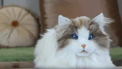 Țara care pariază pe terapia cu pisici robot. Alinare emoțională digitală (VIDEO)