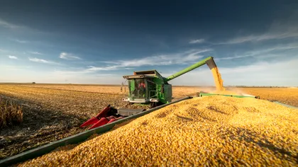 România se pregătește să redevină grânarul Europei, cu cea mai mare producție de grâu din ultimii 28 de ani