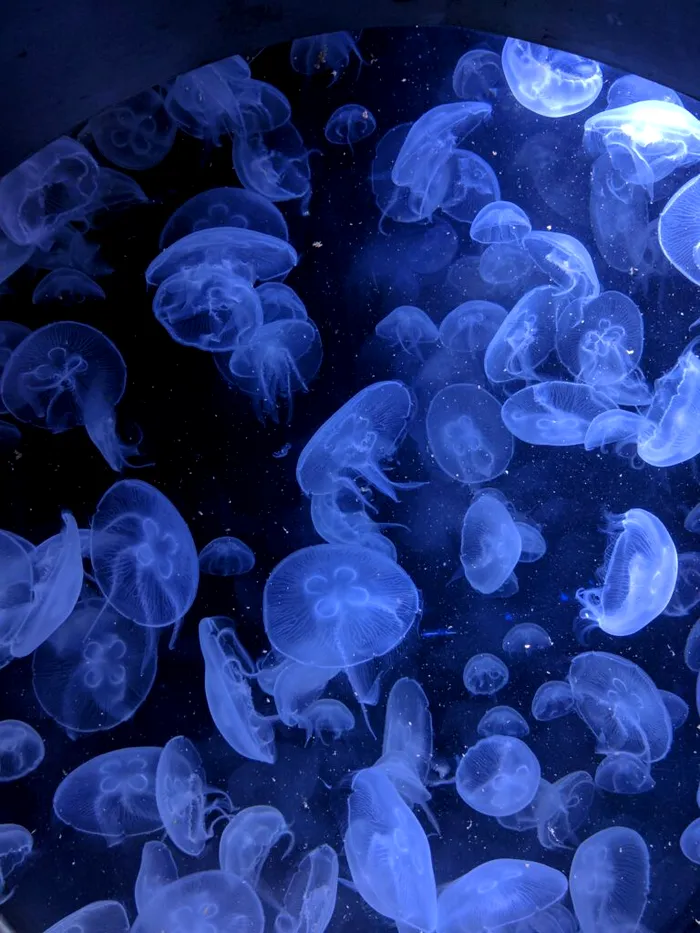 Foto: Unsplash