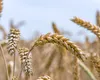 România a devenit cel mai mare exportator de grâu moale din Uniunea Europeană