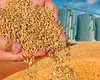 Ucraina pierde teren: exporturile de cereale au scăzut brusc în ultimele șase luni