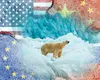 Arctica, noul câmp de confruntare al marilor puteri: Rusia, China și Occidentul, luptă pentru control și resurse