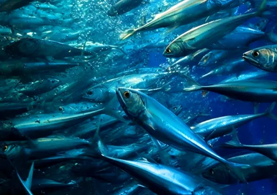 Afaceri în creștere, profituri în scădere: paradoxul sectorului de acvacultură și pescuit din România