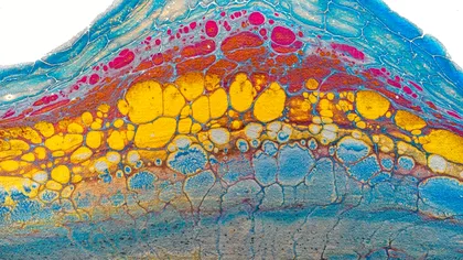 Bioboții: celulele care schimbă granițele dintre viață și moarte