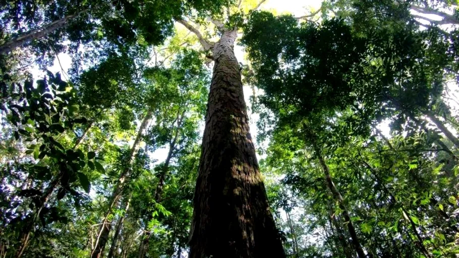 Cum rezistă arborii din Amazon schimbărilor climatice