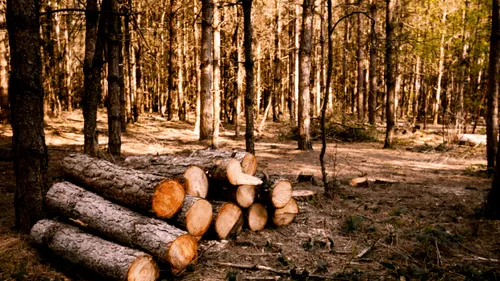 Cea mai mare pădure care putea fi retrocedată rămâne a statului: verdict final după 14 ani de procese