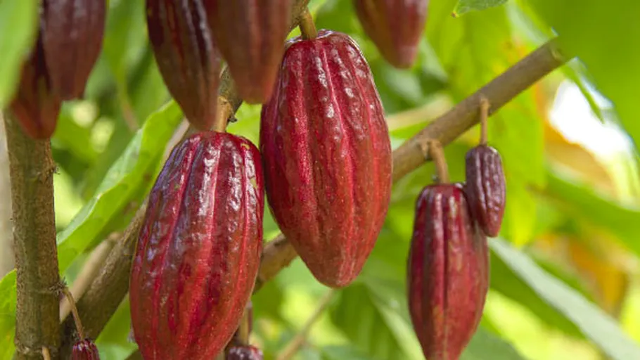 STUDIU. Degradarea climatică și pierderea biodiversității agravează „criza ciocolatei” din Uniunea Europeană. Sunt amenințate și importurile de orez și porumb