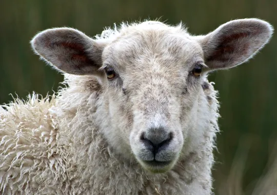 Exporturile de produse animale ale României cresc puternic. Piețe noi din Asia, Africa și America pentru fermierii români