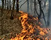 Reuters: Incendiile de vegetație din Europa pun presiune pe piața asigurărilor și evidențiază lipsa protecției împotriva riscurilor climatice