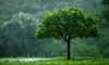 Ecologia, cimitirul start-up-urilor americane: tech-ul climatic din SUA, amenințat de o eventuală administrație Trump 2.0
